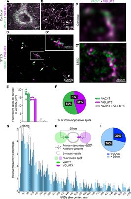 Nanoscopic distribution of VAChT and VGLUT3 in striatal cholinergic varicosities suggests colocalization and segregation of the two transporters in synaptic vesicles